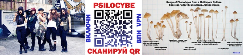 Псилоцибиновые грибы Psilocybe  Купить закладки  Закаменск 